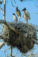 nid de jabiru avec poussins, Pantanal, Brésil photo