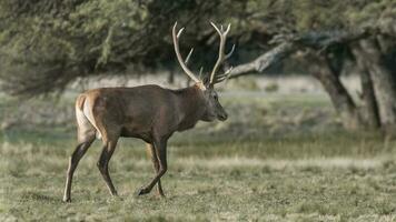 rouge cerf rut saison, la pampa, Argentine photo