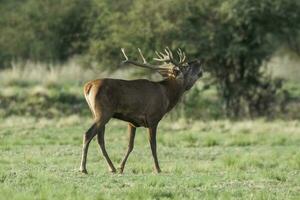 rouge cerf rut saison, la pampa, Argentine photo