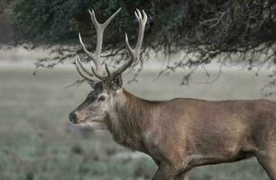 rouge cerf rut saison, la pampa, Argentine photo