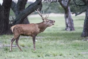 rouge cerf rut saison, la pampa, Argentine photo