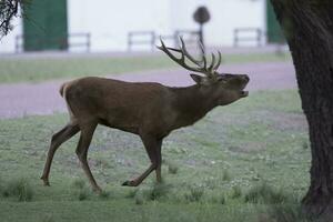 rouge cerf rut saison, la pampa, Argentine photo