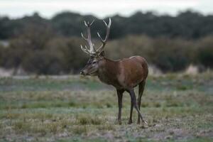 rouge cerf rut saison, la pampa, Argentine photo