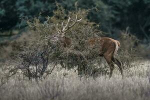 rouge cerf rut saison, la pampa, Argentine photo