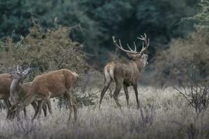 rouge cerf rut saison, la pampa, Argentine photo