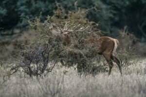 rouge cerf rut saison, la pampa, Argentine photo