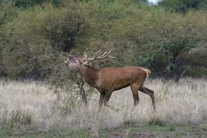 rouge cerf rut saison, la pampa, Argentine photo