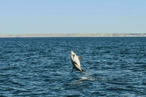 sombre dauphin sauter, péninsule Valdes, Patagonie, Argentine photo