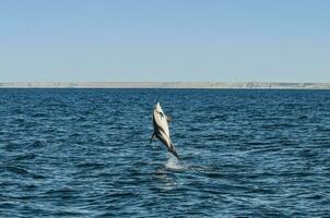 sombre dauphin sauter, péninsule Valdes, Patagonie, Argentine photo