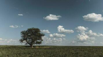 solitaire arbre dans pampa paysage, patagonie, Argentine photo