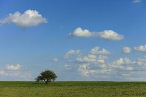 solitaire arbre dans pampa paysage, patagonie, Argentine photo