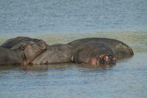 en jouant hippopotame , Kruger nationale parc , Afrique photo