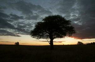 pampa arbre paysage, la la pampa province, patagonie, Argentine. photo