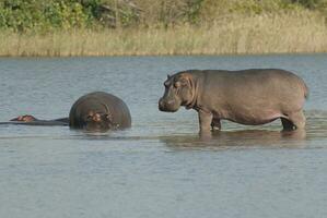 en jouant hippopotame , Kruger nationale parc , Afrique photo