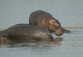 en jouant hippopotame , Kruger nationale parc , Afrique photo