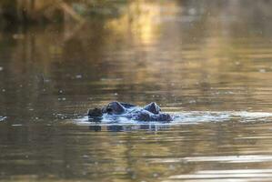 hippopotame , Kruger nationale parc , Afrique photo