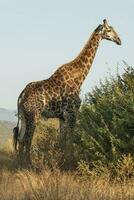 girafe, Kruger nationale parc photo