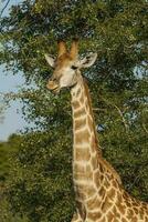 girafe, Kruger nationale parc photo