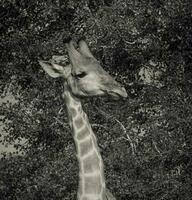 girafe, Kruger nationale parc photo