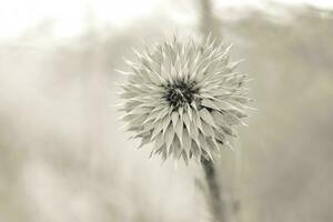 sauvage fleur dans patagonie, Argentine photo