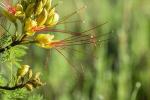 sauvage fleur dans patagonie, Argentine photo