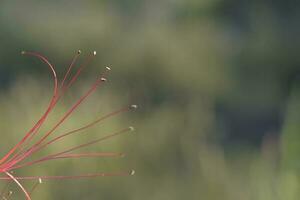 sauvage fleur dans patagonie, Argentine photo