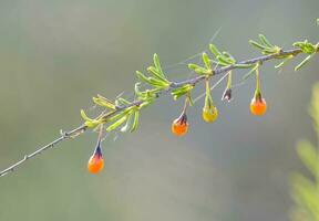 sauvage des fruits, dans la pampa, Argentine photo