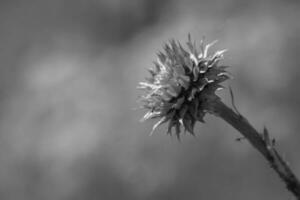 sauvage fleur dans patagonie, Argentine photo