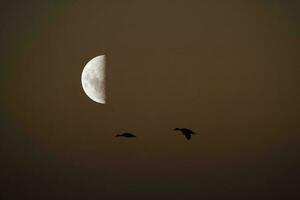 des oiseaux et lune paysage photo