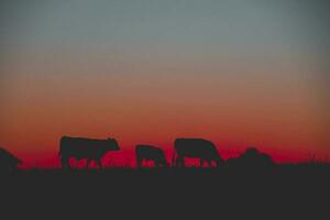 vaches pâturage à coucher de soleil, buenos aires province, Argentine. photo