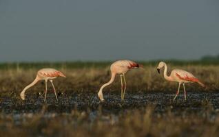 flamants roses, patagonie Argentine photo