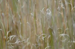 herbe texture abstrait motifs, explorant le essence de distrait prairie photo