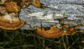 Orange champignon sur le tronc de une arbre, la la pampa province, patagonie, Argentine. photo