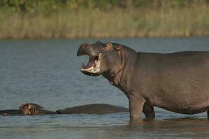 en jouant hippopotame , Kruger nationale parc , Afrique photo