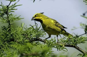 Jaune cardinal, gouvernante cristata, en danger espèce dans la pampa, Argentine photo