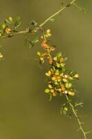 sauvage fleurs dans semi désertique environnement, calden forêt, la la pampa Argentine photo