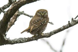 ferrugineux pygmée hibou, glaucidium brasilianum, calden forêt, la la pampa province, patagonie, Argentine. photo