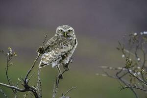 creuser hibou perché, la la pampa province, patagonie, Argentine. photo