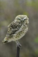 creuser hibou perché, la la pampa province, patagonie, Argentine. photo