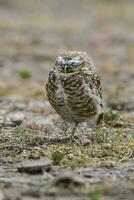 creuser hibou perché, la la pampa province, patagonie, Argentine. photo