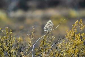 creuser hibou perché, la la pampa province, patagonie, Argentine. photo