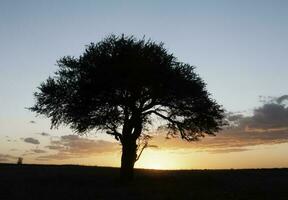 pampa arbre paysage, la la pampa province, patagonie, Argentine. photo