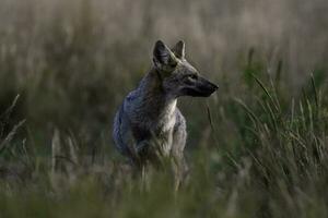 pampa gris Renard dans pampa herbe environnement, la la pampa province, patagonie, Argentine. photo