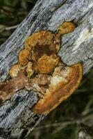 Orange champignon sur le tronc de une arbre, la la pampa province, patagonie, Argentine. photo