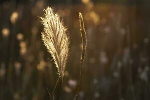 herbe texture abstrait motifs, explorant le essence de distrait prairie photo