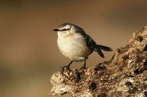 craie sourcillé oiseau moqueur, la la pampa province, patagonie, Argentine photo