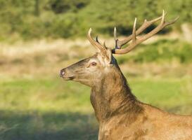 Masculin rouge cerf dans la pampa, Argentine, parque luro, la nature réserve photo