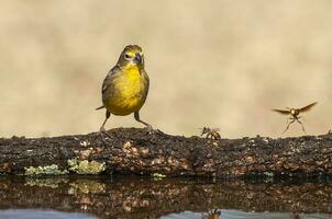 Safran bouvreuil ,sicalis flaveola, la pampa, Argentine. photo