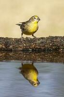 Safran bouvreuil ,sicalis flaveola, la pampa, Argentine. photo