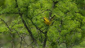 Jaune cardinal, gouvernante cristata, en danger espèce dans la pampa, Argentine photo